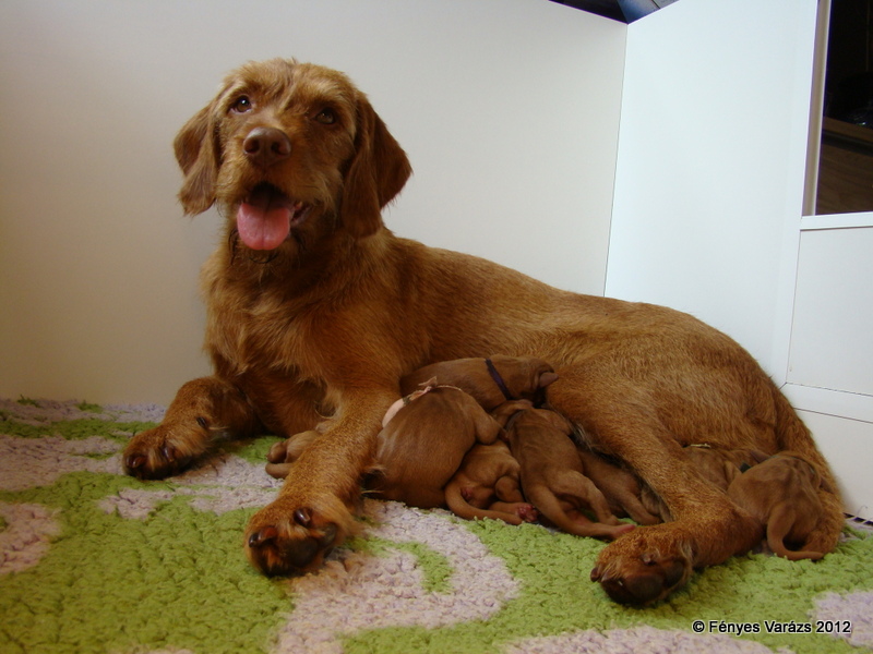 De pups van Ziyze en Solo zijn geboren...!